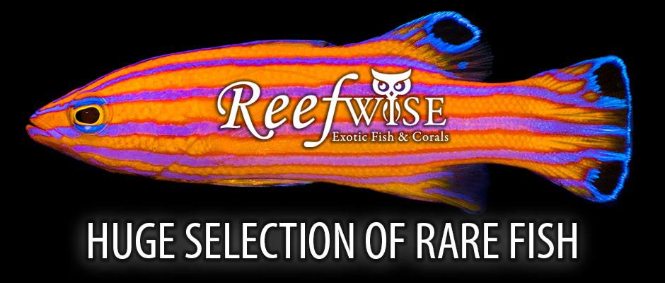 https://reefwisesales.com/collections/fish-1